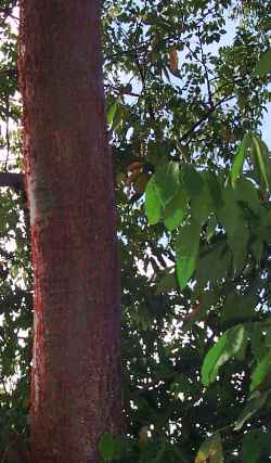 Gumbo Limbo Tree (Bursera  simaruba)