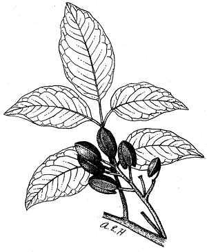 Gumbo Limbo Tree (Bursera simaruba), U.S.D.A. Drawing, courtesy Hunt Institute