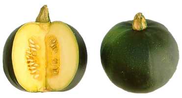 germ squash