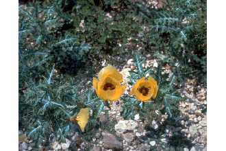 Click on this Photograph of Argemone mexicana (Mexican pricklypoppy) to download a high-resolution JPEG file
