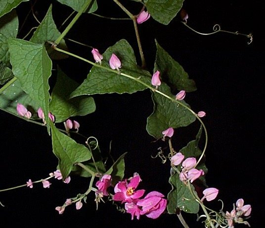 Antigonon leptopus