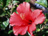 Hibiscus rosa-senensis 