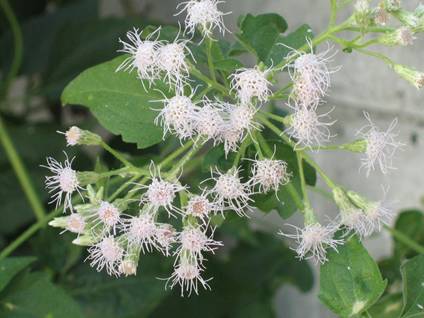 Eupatorium odoratum (Christmas bush, sua mob)